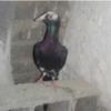 خانه و  آشپزخانه - حیوانات - پرندگان