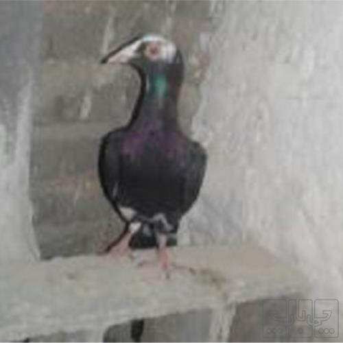 خانه و  آشپزخانه - حیوانات - پرندگان