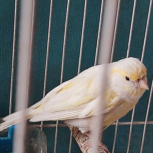 خانه و  آشپزخانه - حیوانات - پرندگان