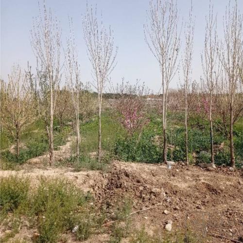 زمین زراعی - انتقال مالکیت قطعی - قولنامه ای