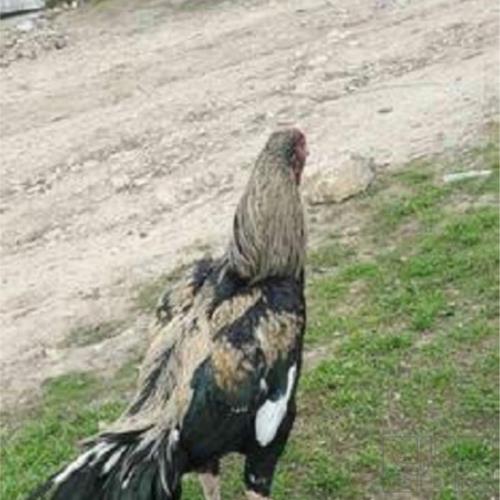 خانه و  آشپزخانه - حیوانات - پرندگان