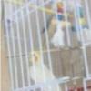 خانه و  آشپزخانه - حیوانات - پرندگان