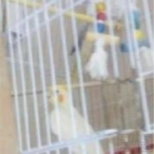 خانه و  آشپزخانه - حیوانات - پرندگان