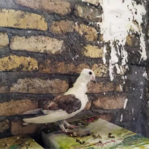 خانه و  آشپزخانه - حیوانات - پرندگان