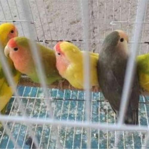 خانه و  آشپزخانه - حیوانات - پرندگان