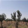زمین زراعی