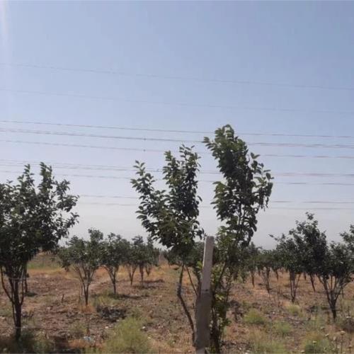 زمین زراعی