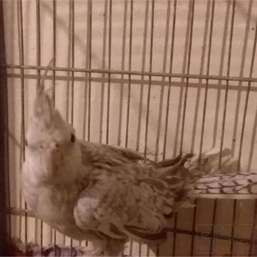 خانه و  آشپزخانه - حیوانات - پرندگان