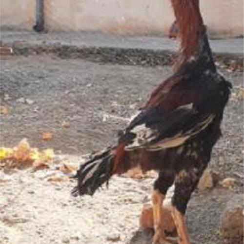 خانه و  آشپزخانه - حیوانات - پرندگان