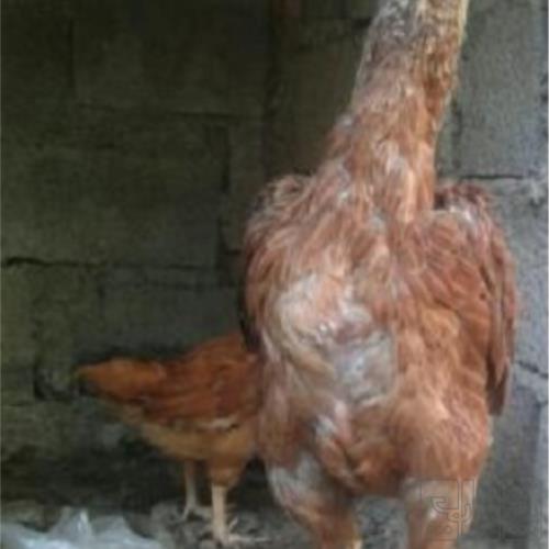خانه و  آشپزخانه - حیوانات - پرندگان