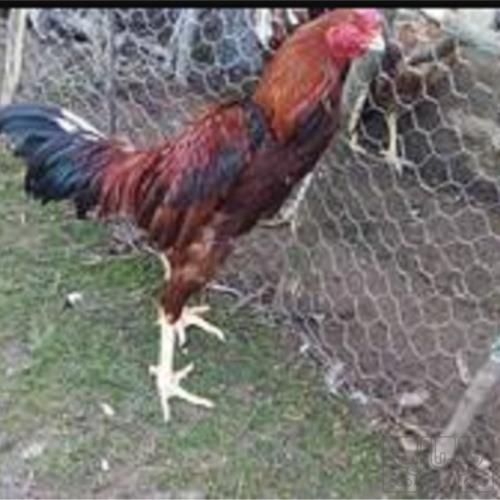 خانه و  آشپزخانه - حیوانات - پرندگان