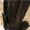 خانه و  آشپزخانه - حیوانات - پرندگان