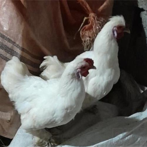 خانه و  آشپزخانه - حیوانات - پرندگان