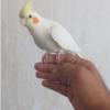 خانه و  آشپزخانه - حیوانات - پرندگان