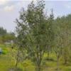 باغ و باغچه - انتقال مالکیت قطعی - ملکی