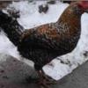 خانه و  آشپزخانه - حیوانات - پرندگان