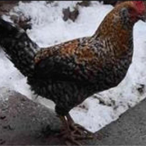 خانه و  آشپزخانه - حیوانات - پرندگان