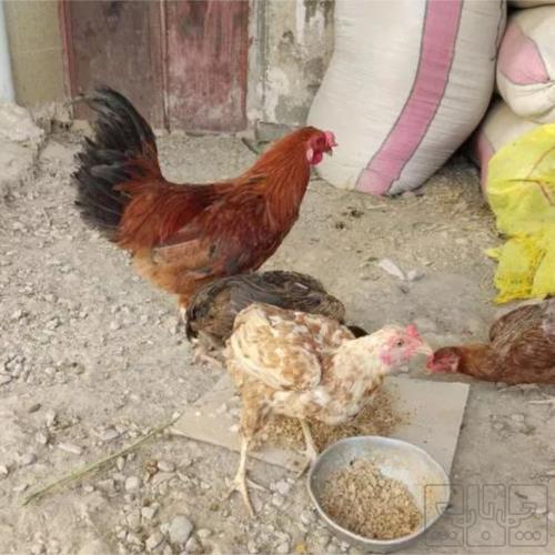خانه و  آشپزخانه - حیوانات - پرندگان