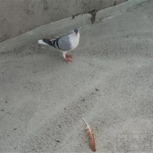خانه و  آشپزخانه - حیوانات - پرندگان