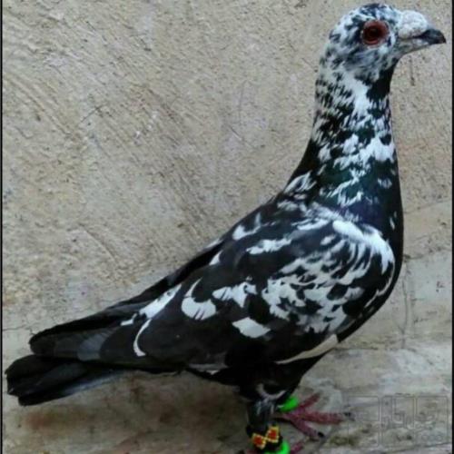 پرندگان