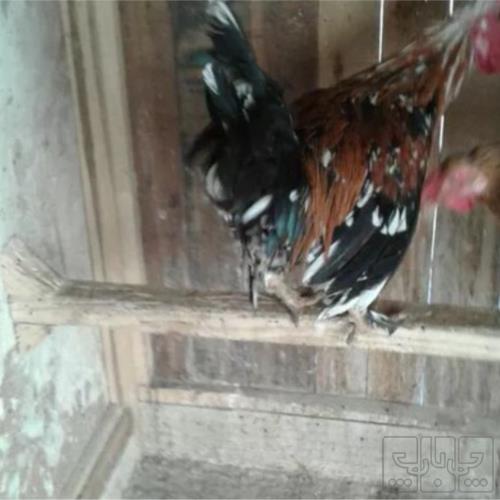 خانه و  آشپزخانه - حیوانات - پرندگان