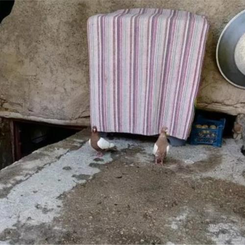 خانه و  آشپزخانه - حیوانات - پرندگان
