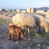خانه و  آشپزخانه - حیوانات - پستانداران