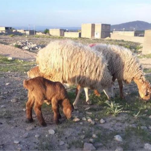 خانه و  آشپزخانه - حیوانات - پستانداران