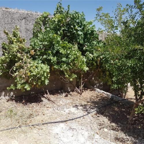 باغ و باغچه - انتقال مالکیت قطعی - ملکی