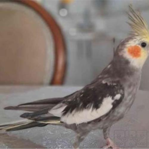 خانه و  آشپزخانه - حیوانات - پرندگان