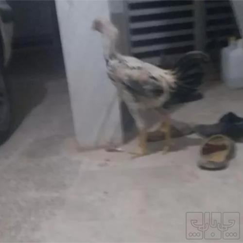 خانه و  آشپزخانه - حیوانات - پرندگان
