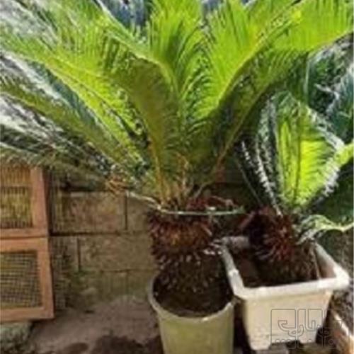 خانه و  آشپزخانه - باغبانی - گل و گیاه طبیعی