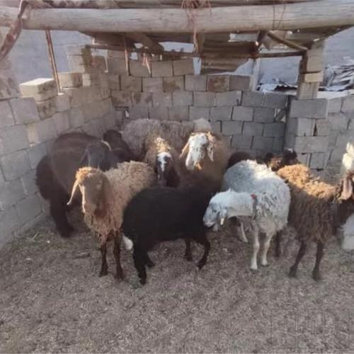 خانه و  آشپزخانه - حیوانات - پستانداران