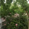 باغ و باغچه - انتقال مالکیت قطعی - ملکی