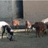 خانه و  آشپزخانه - حیوانات - پستانداران