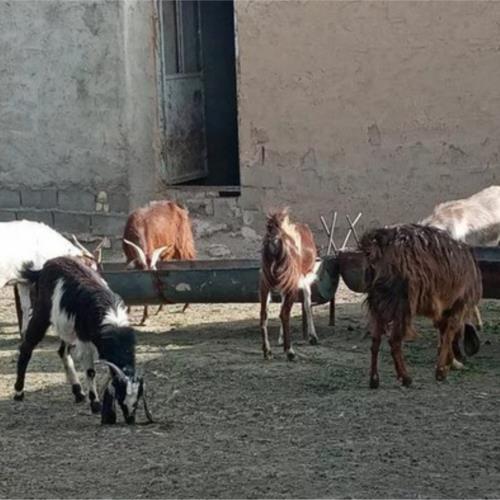خانه و  آشپزخانه - حیوانات - پستانداران