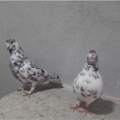 خانه و  آشپزخانه - حیوانات - پرندگان
