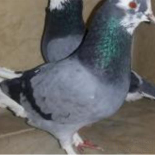 خانه و  آشپزخانه - حیوانات - پرندگان