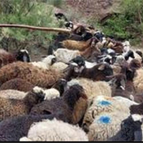 خانه و  آشپزخانه - حیوانات - پستانداران