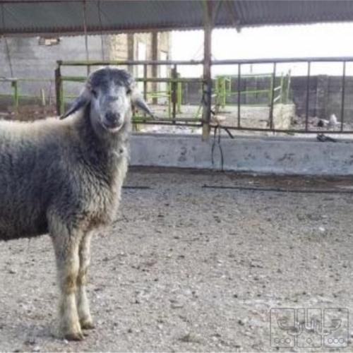 خانه و  آشپزخانه - حیوانات - پستانداران