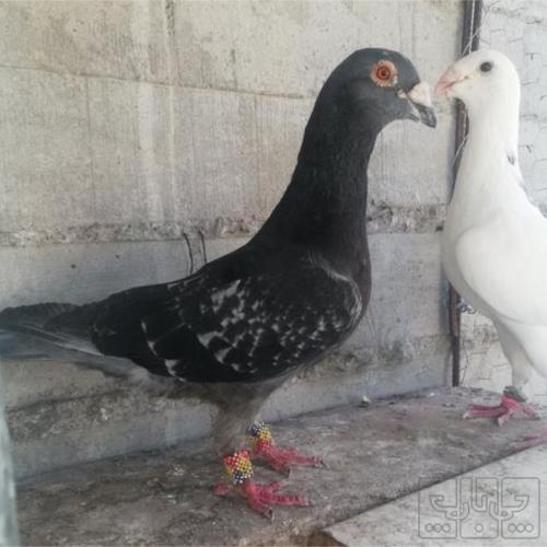 خانه و  آشپزخانه - حیوانات - پرندگان
