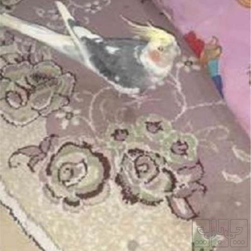خانه و  آشپزخانه - حیوانات - پرندگان