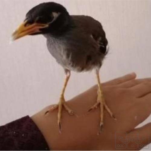 خانه و  آشپزخانه - حیوانات - پرندگان