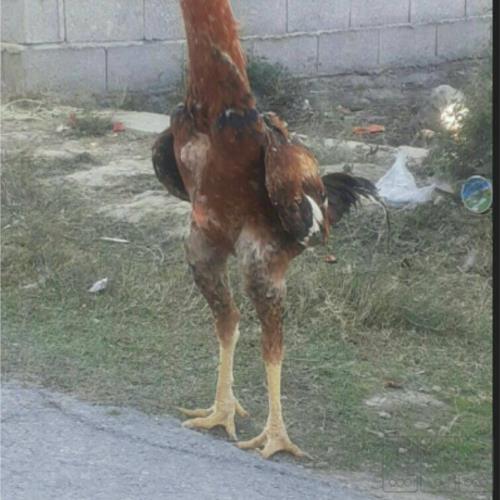 پرندگان