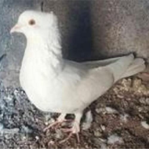 خانه و  آشپزخانه - حیوانات - پرندگان
