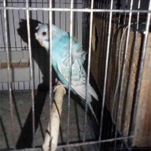 خانه و  آشپزخانه - حیوانات - پرندگان