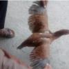 خانه و  آشپزخانه - حیوانات - پرندگان