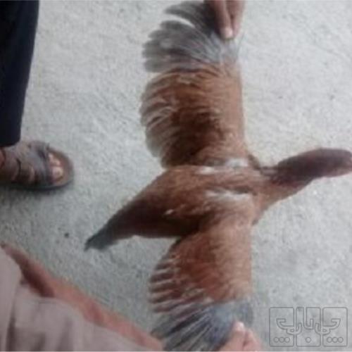 خانه و  آشپزخانه - حیوانات - پرندگان