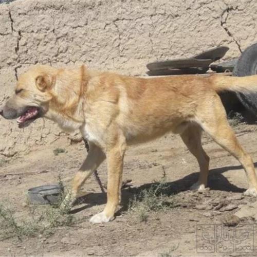 خانه و  آشپزخانه - حیوانات - پستانداران