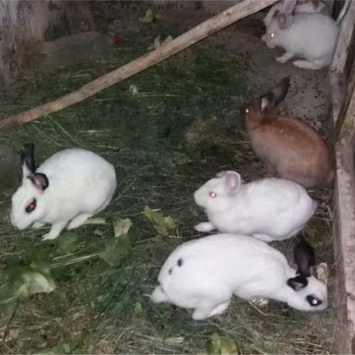 خانه و  آشپزخانه - حیوانات - پستانداران